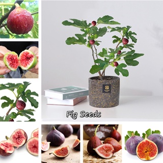 รูปที่ แพ็คละ 200 แคปซูล Fig Seeds ต้นไม้ ต้นผลไม้ เมล็ดพันธุ์ พันธุ์ไม้ผล ต้นไม้ พันธุ์ไม้หายาก ต้นไม้หายาก  ต้นไม้แคระ