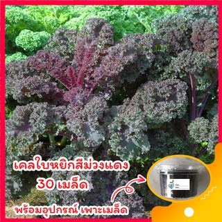 เคลใบหยิกม่วงแดง 🥬คะน้าเคล 30 เมล็ด🥬 พร้อมอุปกรณ์เพาะเมล็ด ผักเคล คะน้าเคลเมล็ด แคลอรี่ต่ำ ไฟเบอร์สูง