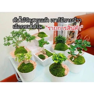 ต้นชาฮกเกี้ยน กระถาง 4 คัดทรงสวยให้แล้ว บอนไซ ชาดัด ดอกสีขาว