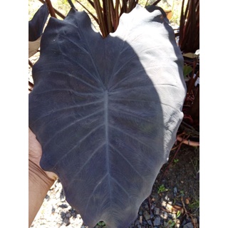 บอนนอก​ colocasia​ madeira​ tropi​ cools