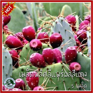 5 เมล็ด พลิคลี่แพร์สีแดง Red Prickly Pear กระบองเพชร ทานผล พลิคลี่แพร์ เมล็ดพันธุ์พลิคลี่แพร์ เมล็ดพลิคลี่แพร์