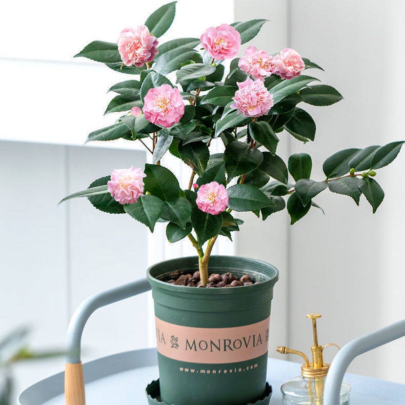 Heavy Petal Camellia Potted Indoor Plants Saplings Balconies 
