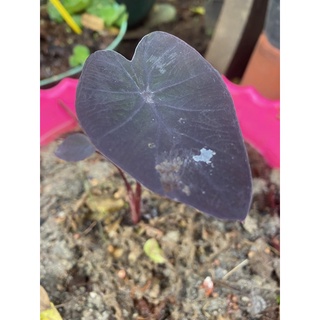 COLOCASIA BLACK RIPPLE