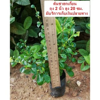 ต้นชาฮกเกี้ยน ชุด 20 ต้น(ใน1ถุงชำมี2-3กิ่ง) ราคา 99 บาทค่ะ