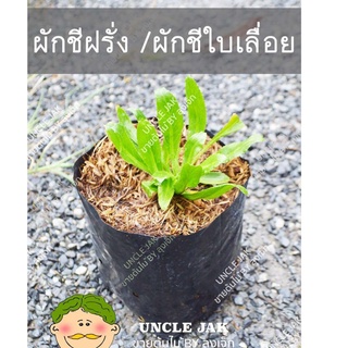 ต้นผักชีฝรั่ง ผักชีใบเลื่อย ขั้นต่ำ 2 ต้น มีรากพร้อมปลูก พร้อมตัดใบกิน