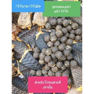 ลูกกลอนไก่ชน งูเห่าแท้100%สูตรโบราณ กำลังยกษ์