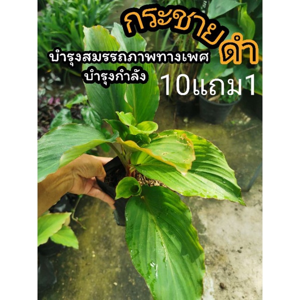 ต้นกระชายดำ สมุนไพรบำรุงกำลัง เพิ่มสมรรถนภาพชายหญิง สมุนไพรไทย อภัย​ภูเบศ​น์ ผัก สวนครัว ต้นไม้ รักษา บำรุง จัดสวน