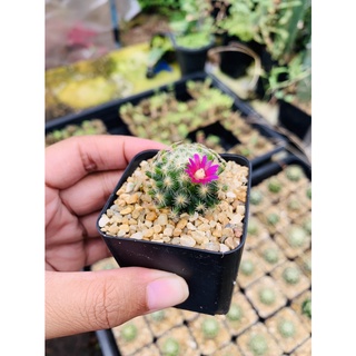 ขนนกเหลือง MAMMILLARIA SCHIEDEANA ดอกสีชมพูเข้ม ร้านเลือกให้