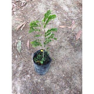 ต้นประดู่แดง(30-40cm)