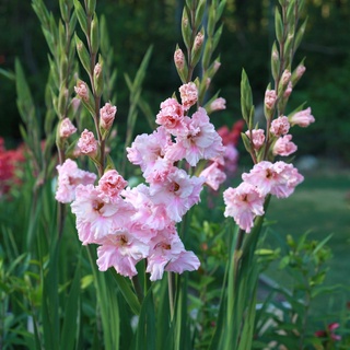 10 หัว แกลดิโอลัส (Gladiolus) หรือดอกซ่อนกลิ่นฝรั่ง สีชมพู เป็นดอกไม้แห่งคำมั่นสัญญา ความรักความผูกพัน สินค้าตามรูป