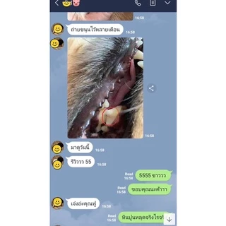 [มีตำหนิ] ชีสแท่งขัดฟัน Himalayan Yak Chew Cheese ไม่มีสารกันบูด แก้เบื่อได้ดี ขูดหินปูนได้ดีมาก ดับกลิ่นปาก โปรตีนสูง