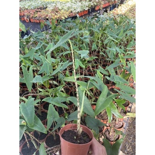 Alocasia zebrina อโลคาเซียม้าลายขนาดตามภาพค่ะบาทจัดส่งแบบตะกร้า+ตะกร้า 60฿