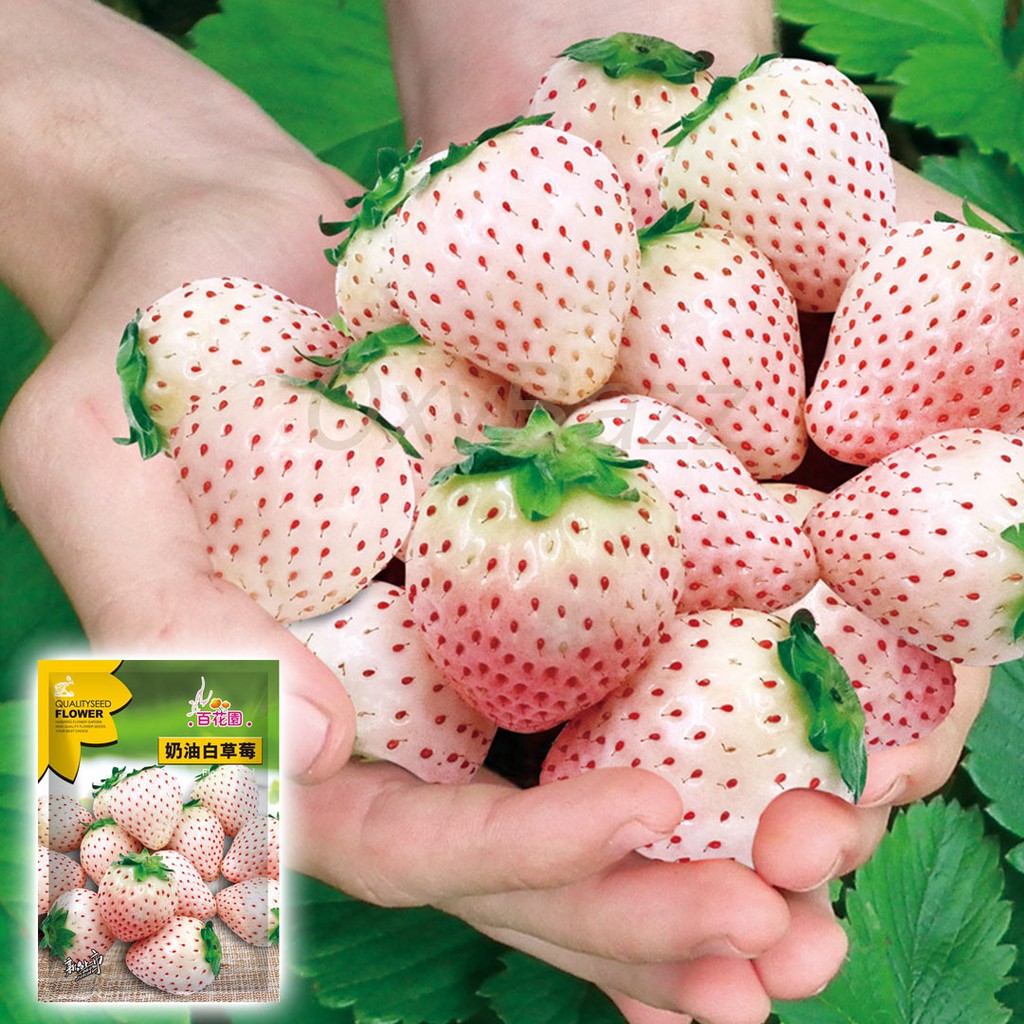 เมล็ดสตรอเบอรี่ขาว 200เมล็ด White Strawberry สตรอเบอรี่สีขาว