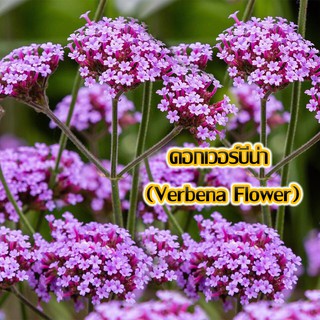 Local ฟาร์มสุข  เมล็ดดอกไม้ 🌼 🌸 ดอกเวอร์บีน่า (Verbena Flower)  เมล็ดพันธุ์ดอกไม้ 200 เมล็ด