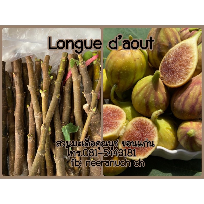 กิ่งสดมะเดื่อฝรั่งลองดุ้ทชุด5กิ่ง/ longue d’aout fig cuttings set5pieces