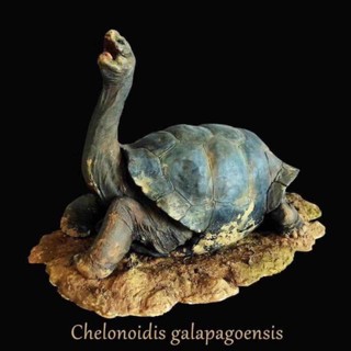 Tortoise Sculpture Lonesome George ขนาดยาว 20 ซม สูง 17ซม