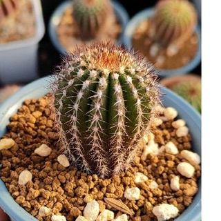 Cake Cactus Farm กระบองเพชร Uebelmannia pectinifera แผงคอม้า ผิวเขียวเหลือบม่วง 15 พู หนามสีน้ำตาลแดง