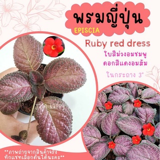 พรมญี่ปุ่น "รูบี้ เรด เดรส" (Ruby red dress) ดอกสีเเดง ใบสีม่วงอมชมพูเงามัน สวยมาก ค่าส่งถูก