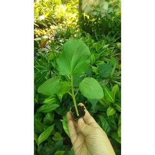 ต้นกล้ากระเจี๊ยบเขียวลูกใหญ่ พร้อมปลูก กล้าละ 10บาท พืชผักบ้านๆ ประโยชน์เพียบพูน สรรพคุณทางยาพร้อมสรรพ