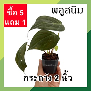 พลูสนิม พลูกำมะหยี่ พร้อมกระถาง 2 นิ้ว 💥 ซื้อ 5 แถม 1💥  ต้นไม้ปลูกในบ้าน ต้นไม้ในร่ม ต้นไม้ฟอกอากาศ ไว้ในห้องนอน แดดรำไร