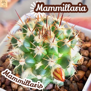 [แมมหนามพิกุล] Mammillaria Mammillaris ส่งพร้อมกระถาง แคคตัส Cactus Succulent Haworthia Euphorbia ไม้หายาก พืชอวบน้ำ