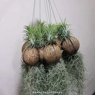 ทิลแลนเซีย เคราฤาษี ในลูกตีนเป็ด