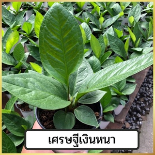 🍀ต้นเศรษฐีเงินหนา(ใบหญ้า) หรือต้นหน้าวัวใบ (Anthurium) ไม้มงคล(ต้น King of king) กระถาง 5 นิ้ว