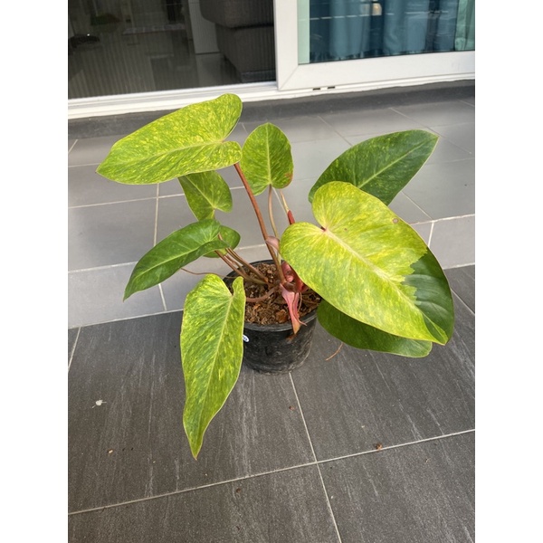 Philodendron Painted Lady ฟิโลเดนดรอนเพนท์เลดี้ ต้นใหญ่