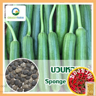 เมล็ดอวบอ้วน100%เมล็ดบวบหอม (Sponge Gourd)​ บวบหอม เมล็ดพันธุ์ผักพื้นบ้าน สมุนไพร ผักสวนครัวเมล็ดพืชคุณภาพสูงMixKaleRuby