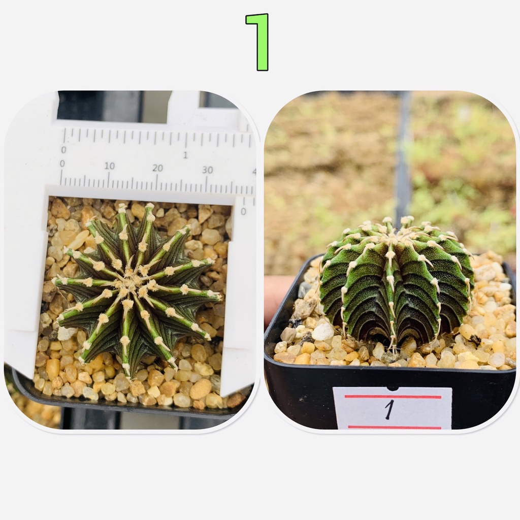 LB2178แท้ 13 พู แอลบีแท้ 100% คัดฟอร์ม สวยมาก บั้งถี่ เลือกต้นได้ รับประกันจากสวนเพาะเอง