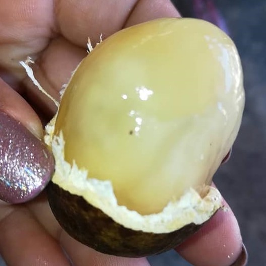 ต้นลำไย ลำไยคริสตัล crystal longan หอมอร่อยมากๆ จัดส่งพร้อมถุง 6 นิ้ว ลำต้นสูง 80ซม
