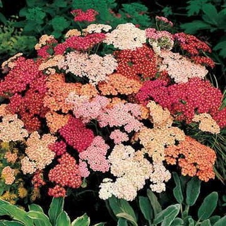 เมล็ดพันธุ์ ยาร์โรว์ หรือ อชิเลีย Achillea millefolium yarrow pastel 100 เมล็ด เมล็ดพันธุ์นำเข้าจากยุโรป อัตราการงอก 90%