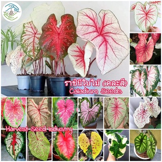 บอนสี เมล็ดพันธุ์ ราชินีใบไม้ 100เมล็ด Mixed Colors Caladium Seeds Flower Seed Plants ต้นไม้ฟอกอากาศ ไม้ดอกไม้ปะดับ