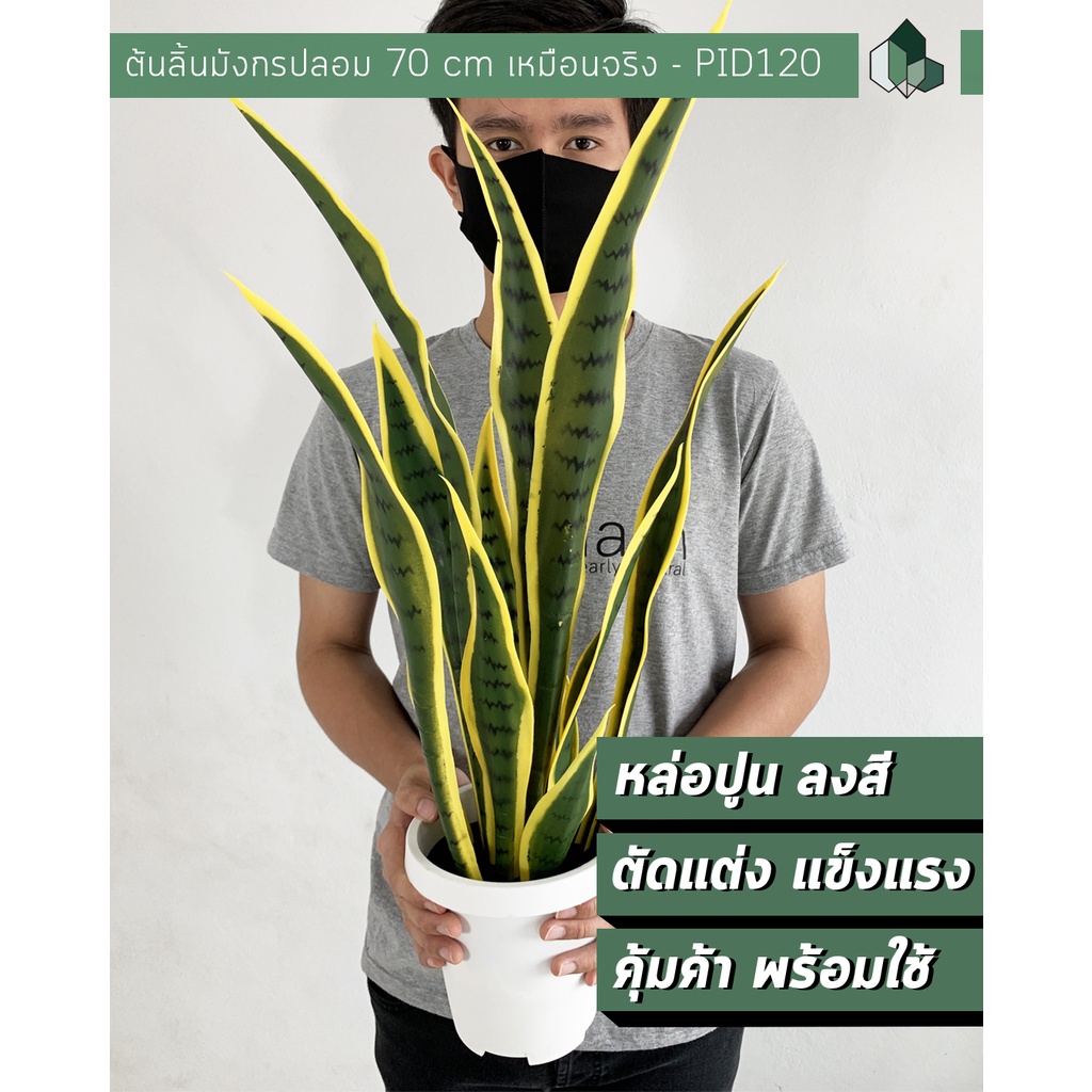 ต้นไม้มงคลปลอมพร้อมกระถาง ต้นลิ้นมังกรปลอม สูง 70 CM กระถางสีขาว พร้อมส่ง[ออกใบกำกับภาษีได้ ]