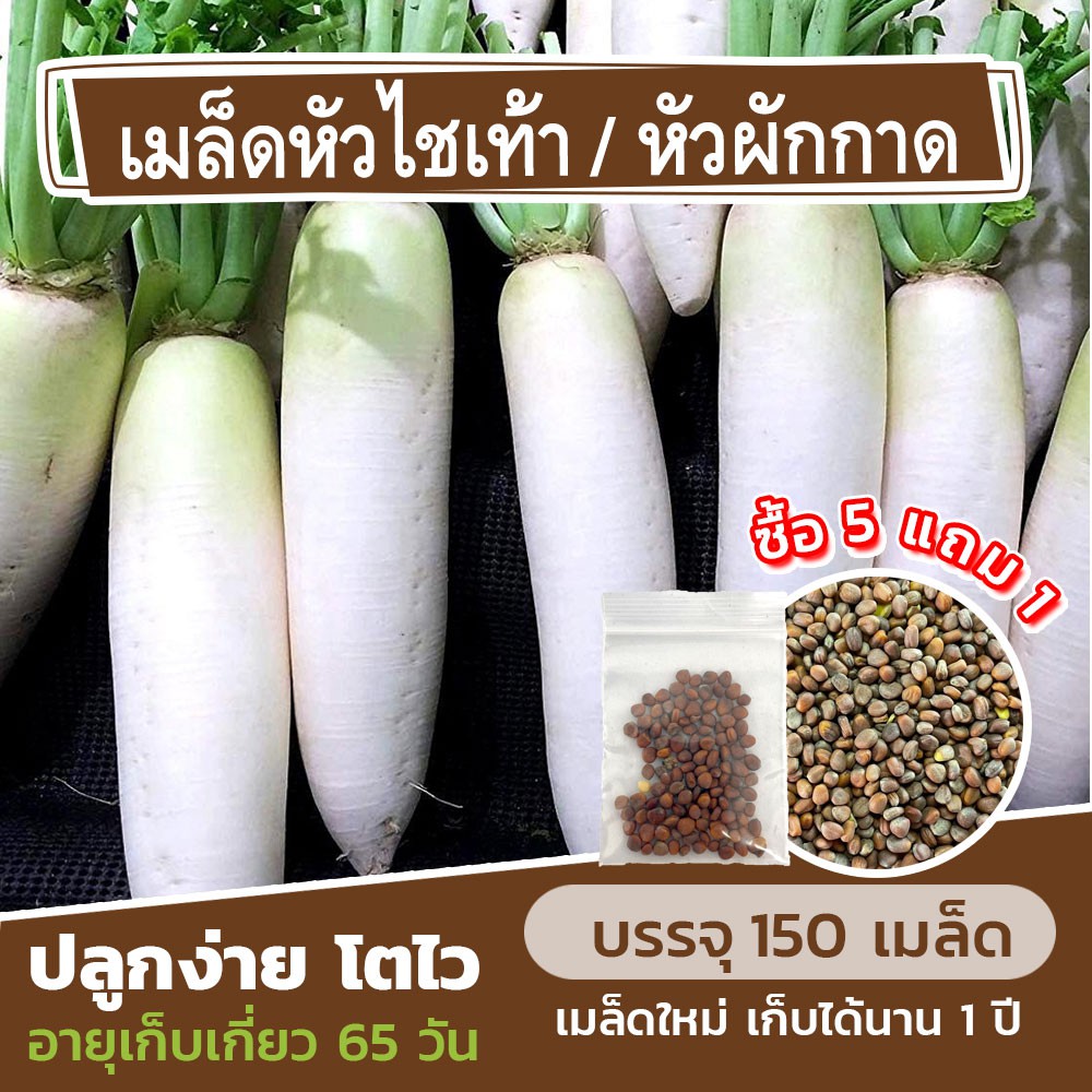 เมล็ดพันธุ์ หัวไชเท้า/หัวผักกาด 150 เมล็ด (ซื้อ 5 แถม 1 คละได้)