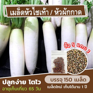 เมล็ดพันธุ์ หัวไชเท้า/หัวผักกาด 150 เมล็ด (ซื้อ 5 แถม 1 คละได้)
