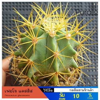 ต้นกระบองเพชร เฟอโร แคสตัส ferocactus glaucescens #cactus #ferocactus #cactus