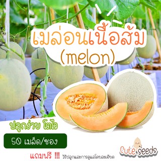 เมล็ดพันธุ์เมล่อน เนื้อสีส้ม ญี่ปุ่น พันธุ์CAT697 จำนวน50เมล็ด (แถมฟรี เมล็ดผักทุกออเดอร์)