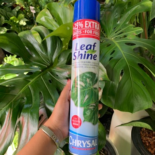 📌พร้อมส่ง | สเปรย์ฉีดใบมัน (Chrysal Leaf Shine)