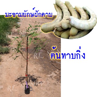 ( 1 ต้น)🌳มะขามยักษ์ฝักโค้งดาบ🌳ผลฝักใหญ่ เนื้อเยอะ น้ำหนักดี ฝักดก ต้นกล้าสูง 80-90 ซม. ทาบกิ่ง สินค้าพร้อมส่งค่ะ