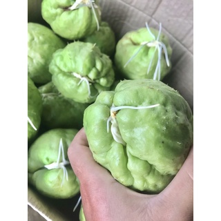 พันธุ์ฟักแม้ว มะระหวาน ลูกแก่สำหรับปลูก ลูกละ 15 บาท