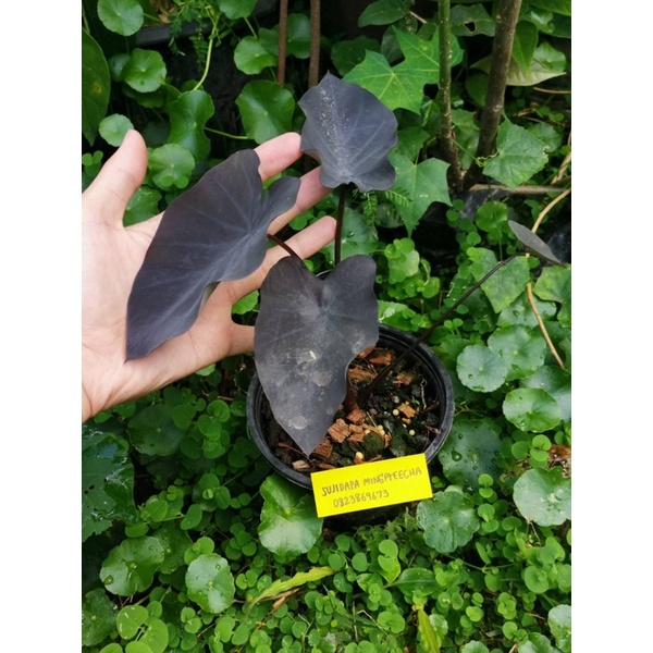 Colocasia Black Runner แบล็ครันเนอร์