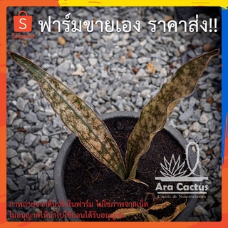 สวนขายเอง! ลิ้นมังกรใบสำริด Sansevieria kerkii Coppertone กระถาง 6 นิ้ว ลิ้นมังกร ไม้ฟอกอากาศ ต้นไม้ประดับ ไม้ในอาคาร