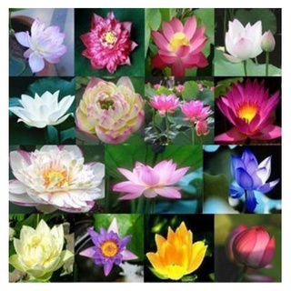 7 เมล็ด เมล็ดบัว คละสี ดอกใหญ่ สายพันธุ์เมล็ดบัว ดอกบัว Lotus seeds