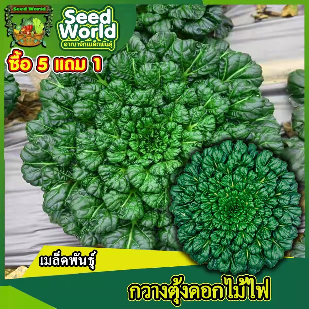เมล็ดพันธุ์กวางตุ้งดอกไม้ไฟ 200 เมล็ด เมล็ดพันธุ์ผักสวนครัวนำเข้า ปลูกง่าย อัตตราการงอกสูง ปลูกได้ทุกฤดูการ