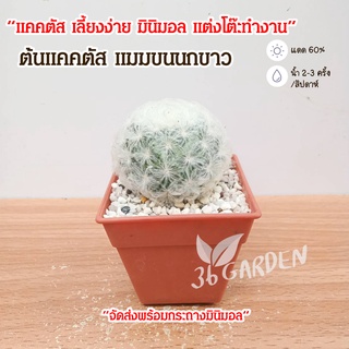 แมมขนนกขาว Mammillaria plumosa แคคตัส ต้นไม้มินิมอล  ส่งพร้อมกระถางมินิมอล ต้นไม้จิ๋ว มินิมอล กระบองเพชร ต้นไม้สวยๆ