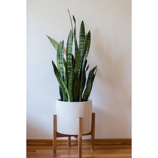 ลิ้นมังกร (Snake Plant)  ต้นไม้ฟอกอากาศสไตล์มินิมอล ปลูกง่าย เอาใจไม่ยาก