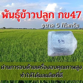 พันธุ์ข้าวปลูก กข47 เมล็ดพันธุ์ ข้าวปลูก กข47 เมล็ดพันธุ์ข้าว พันธุ์ข้าว กข.47 ให้ผลผลิตดี (5 กิโล)