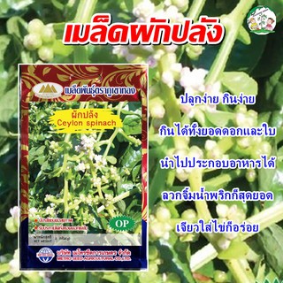 เมล็ดผักปลัง Ceylon spinach เมล็ดพันธุ์ผักปลัง ผักปลัง เมล็ดผักสวนครัว ตราภูเขาทอง