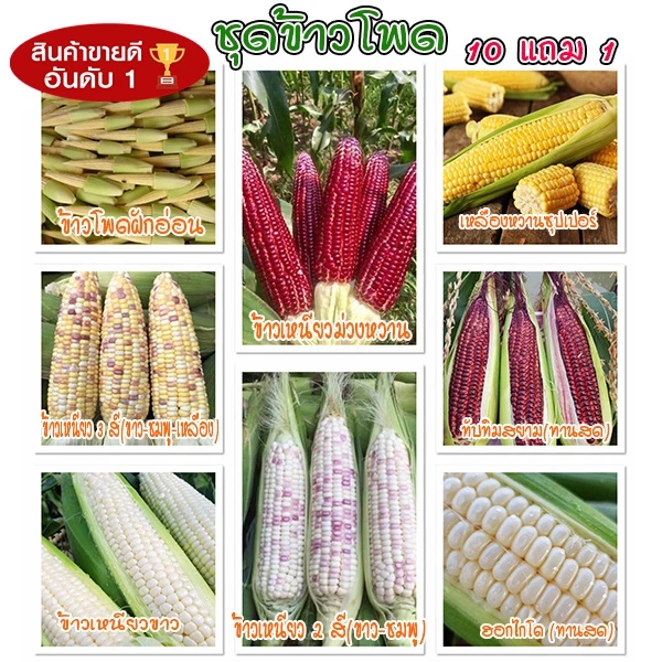 ชุดข้าวโพด 🌽เมล็ดพันธุ์ข้าวโพดทุกสายพันธุ์🌽 2-20 เมล็ด ปลูกง่าย 🚜พันธุ์แท้🚜 ผลผลิตเร็ว ราคาถูก 9บ. [10 แถม1คละได้]